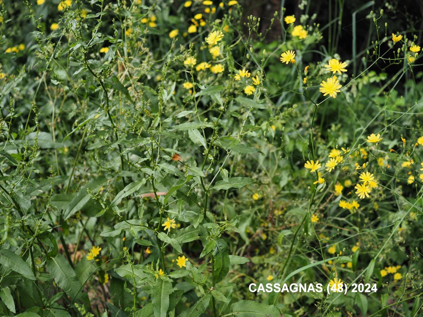 Dock, Clustered plant